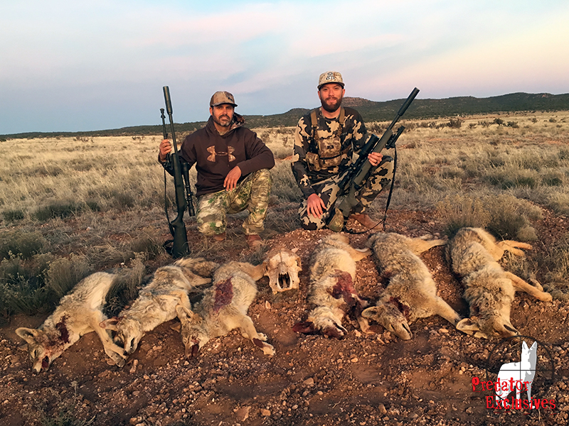 Guided Coyote Hunts in Arizona - Predator Exclusives