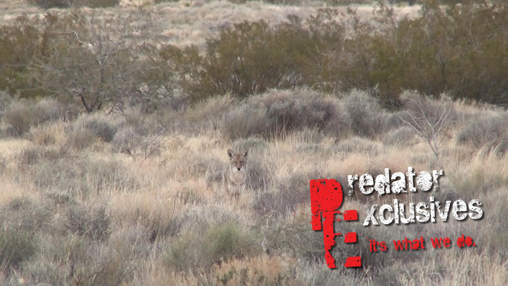 A desert female coyote on one of the predator hunting stands.  
