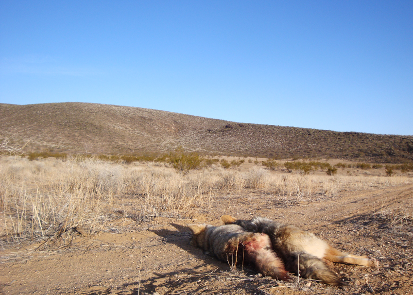 Coyotes can be numerous in the deserts' of Arizona