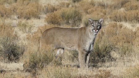 How to Call in a Mountain Lion  