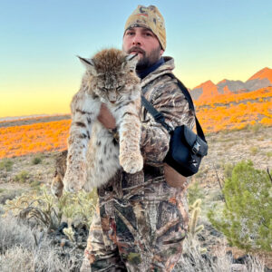 Bobcat-Hunts-Arizona